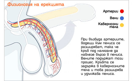 физиология на ерекцията