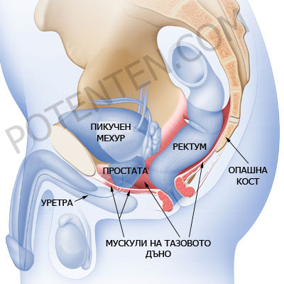 мускули на тазовото дъно