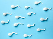 сперматозоиди и физическия труд