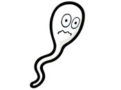 сперматозоидите в жегата