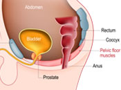 тазово дъно